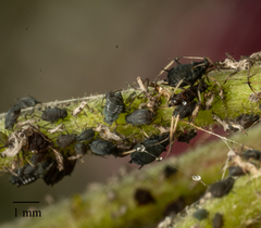Aphis