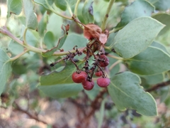 Arctostaphylos viscida viscida