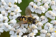 Helophilus obscurus