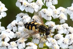 Helophilus obscurus