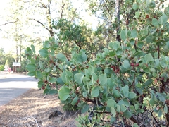 Arctostaphylos viscida viscida