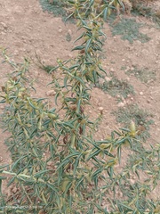 Xanthium spinosum