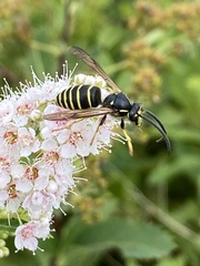 Dolichovespula norvegicoides
