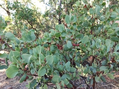 Arctostaphylos viscida viscida