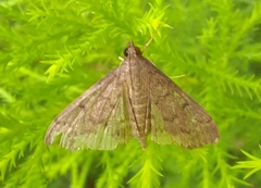 Herpetogramma