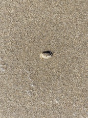 Emerita analoga