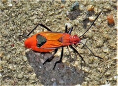 Leptocoris