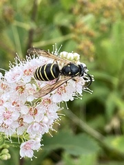 Dolichovespula norvegicoides