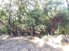 Arctostaphylos viscida viscida