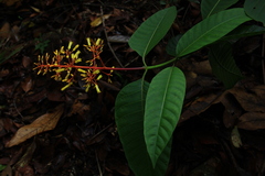 Palicourea thyrsiflora
