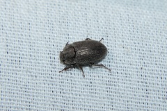 Blapstinus