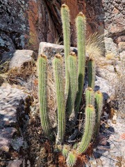 Cactaceae