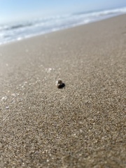 Emerita analoga