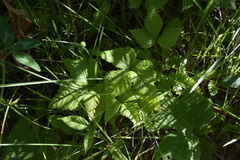 Rubus pubescens