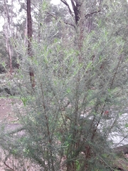 Cassinia aculeata