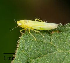 Cicadellidae