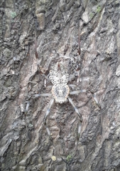 Herennia multipuncta