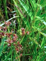 Cladium mariscoides
