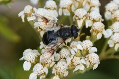 Eristalis rupium