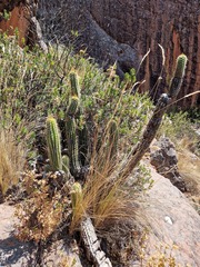 Cactaceae