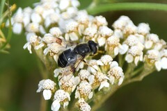 Eristalis rupium