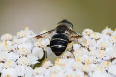 Eristalis rupium