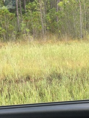 Utricularia juncea
