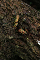 Psalidognathus friendii