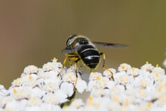 Eristalis rupium