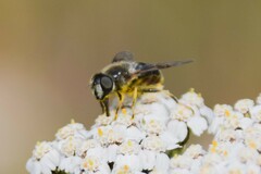 Eristalis rupium