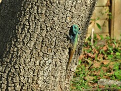 Acanthocercus atricollis