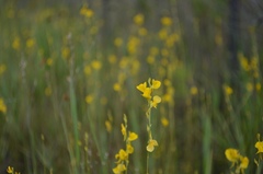 Utricularia juncea