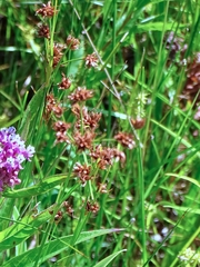 Cladium mariscoides