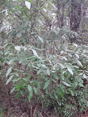 Polyscias sambucifolia