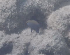 Pomacentrus bankanensis