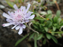 Scabiosa lacerifolia