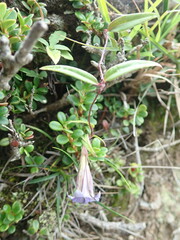 Tripterospermum lanceolatum