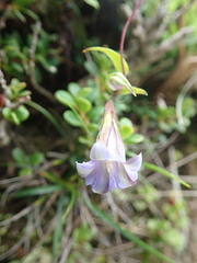 Tripterospermum lanceolatum