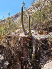 Cactaceae