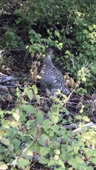 Dendragapus obscurus