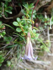 Tripterospermum lanceolatum
