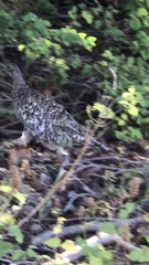 Dendragapus obscurus