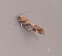 Aristotelia roseosuffusella