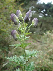 Aconitum fukutomei