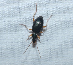 Agonum extensicolle