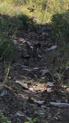 Dendragapus obscurus