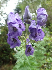 Aconitum fukutomei
