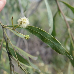 Acacia salicina