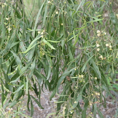 Acacia salicina