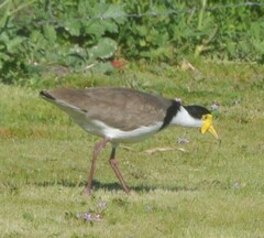 Vanellus miles novaehollandiae